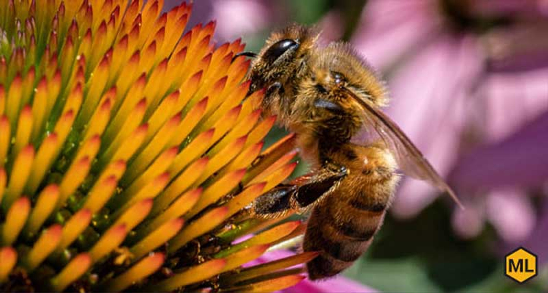 3 Ways To Increase Your Local Bee Population thumbnail image