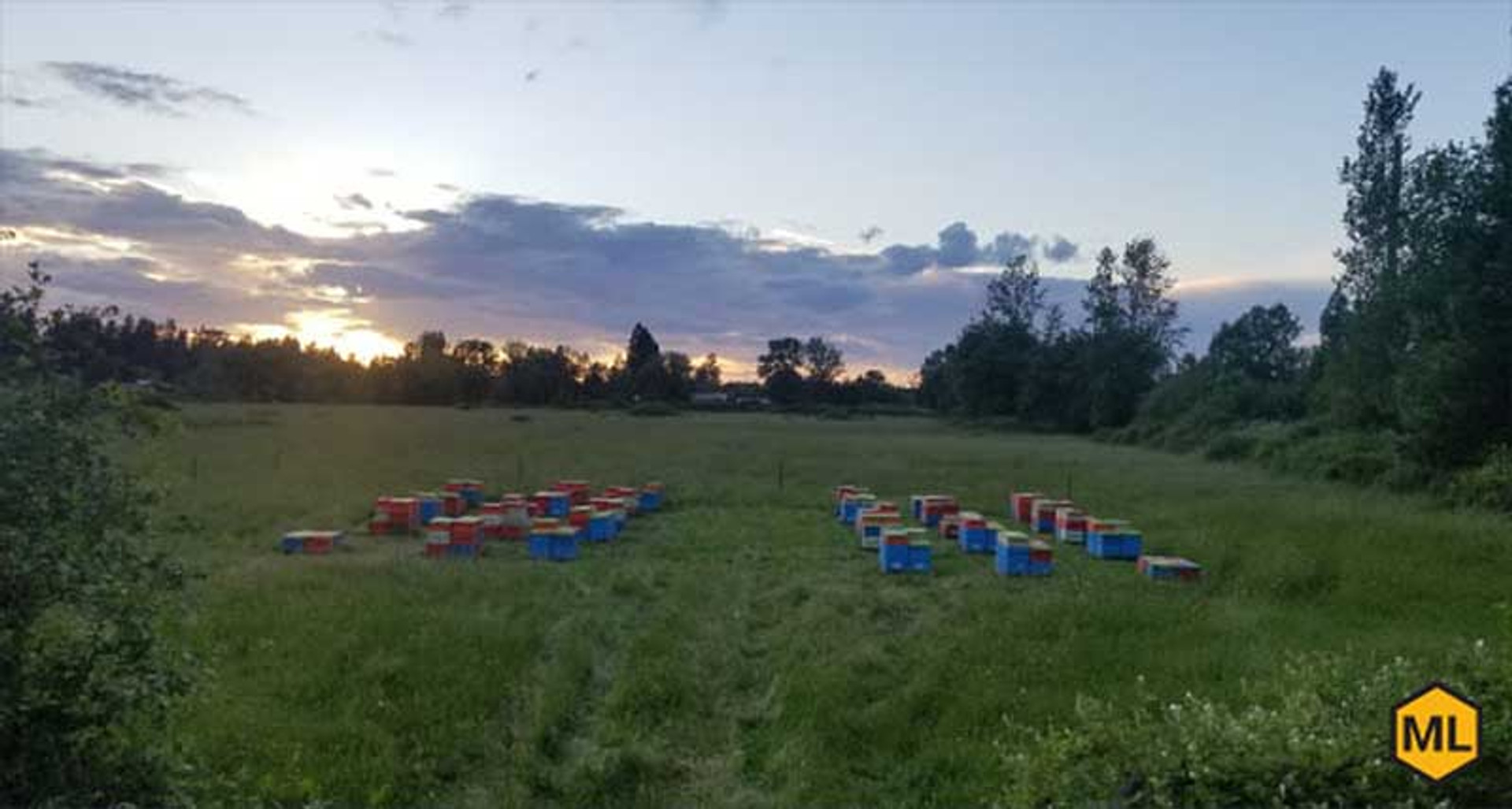 4 Safety Tips For Moving Beehives thumbnail image