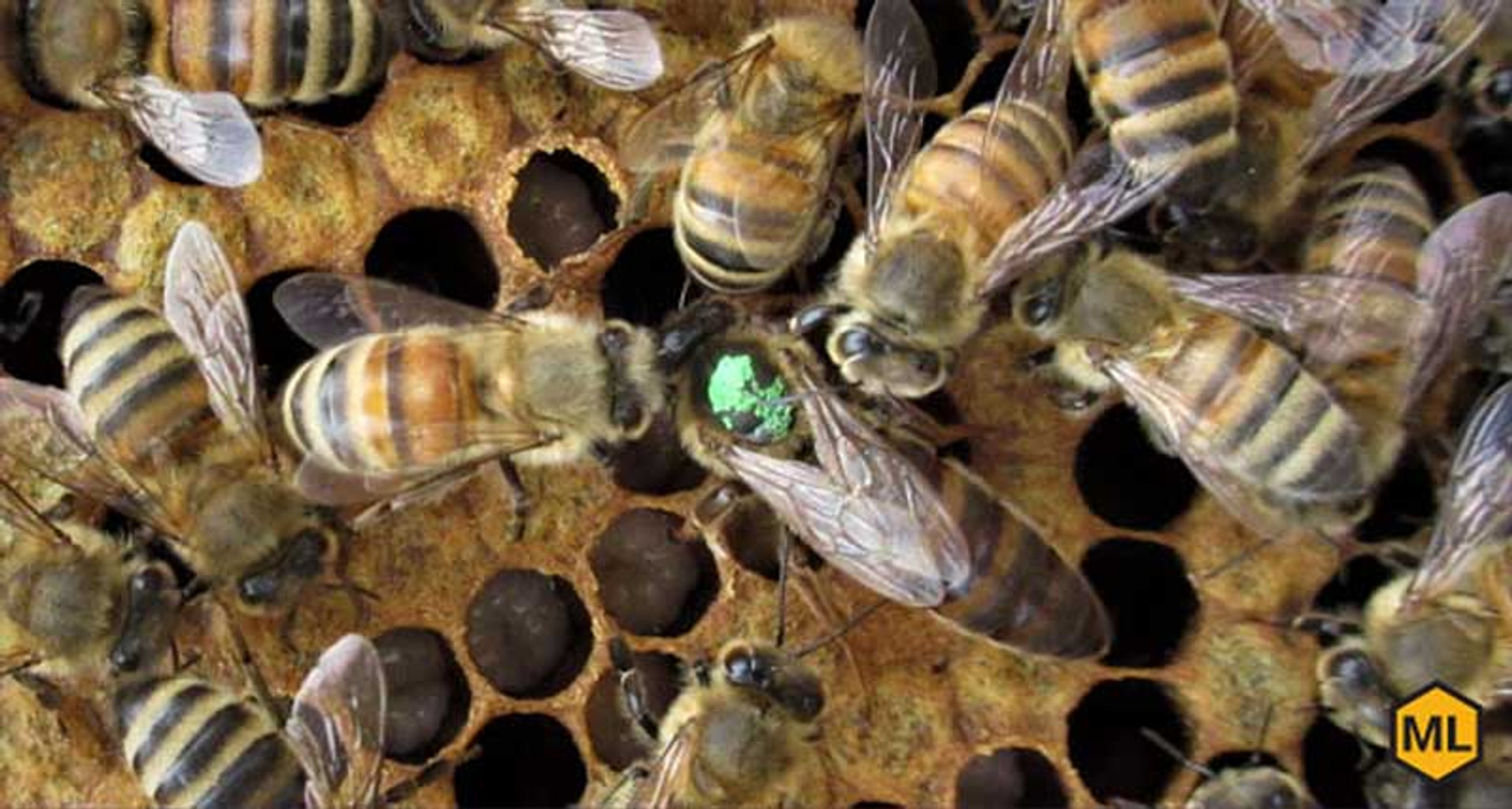 5 Tips On Finding The Queen thumbnail image