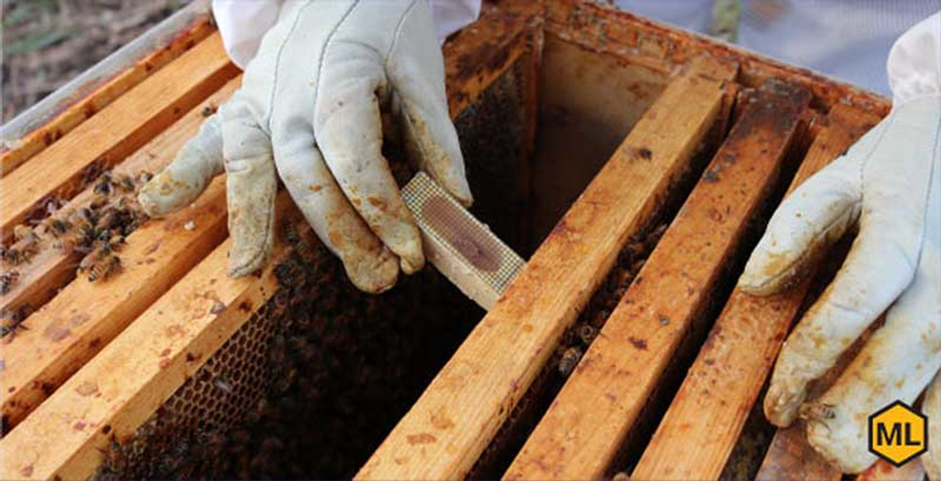 A Basic Guide To Installing Bee Packages thumbnail image