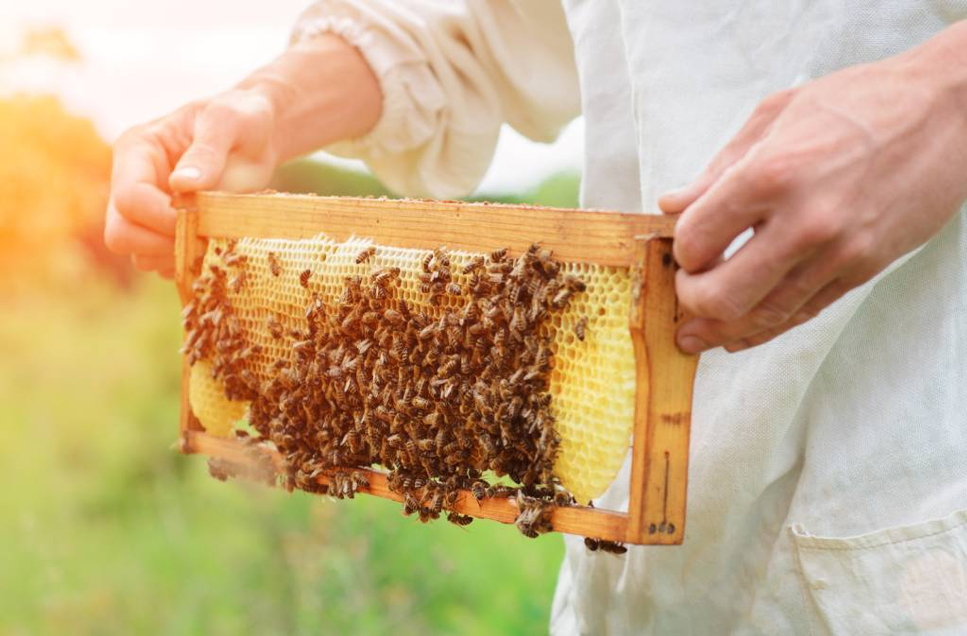 7 Ways to Tell If It's Time to Harvest Honey thumbnail image
