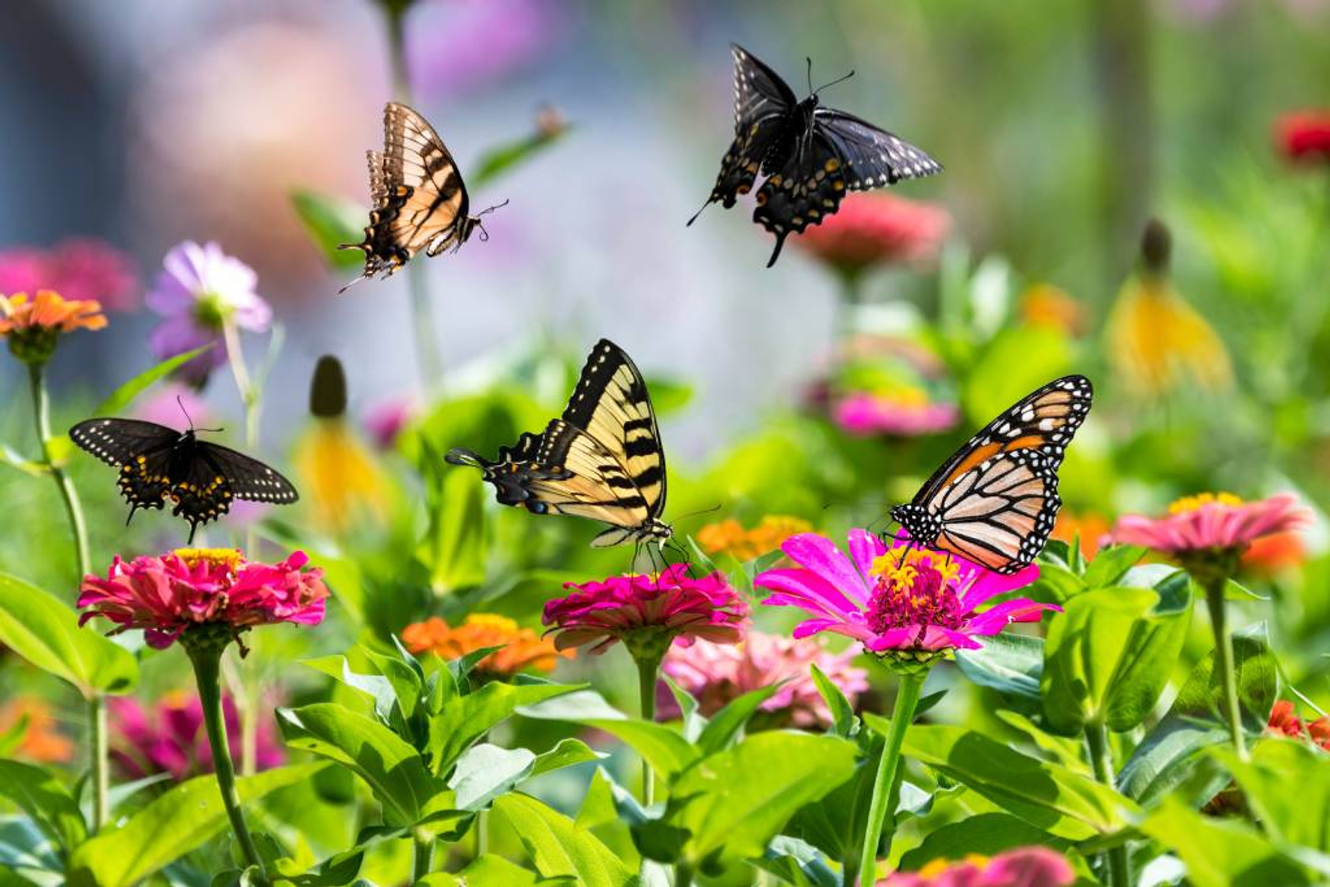Beyond Bees: 5 Other Pollinators Your Garden Needs thumbnail image