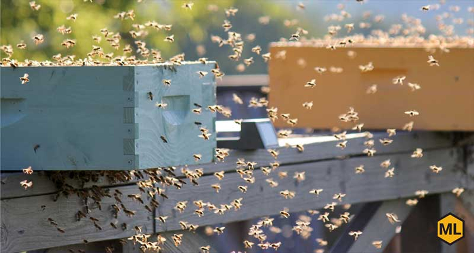 A Complete Guide To Urban Beekeeping thumbnail image