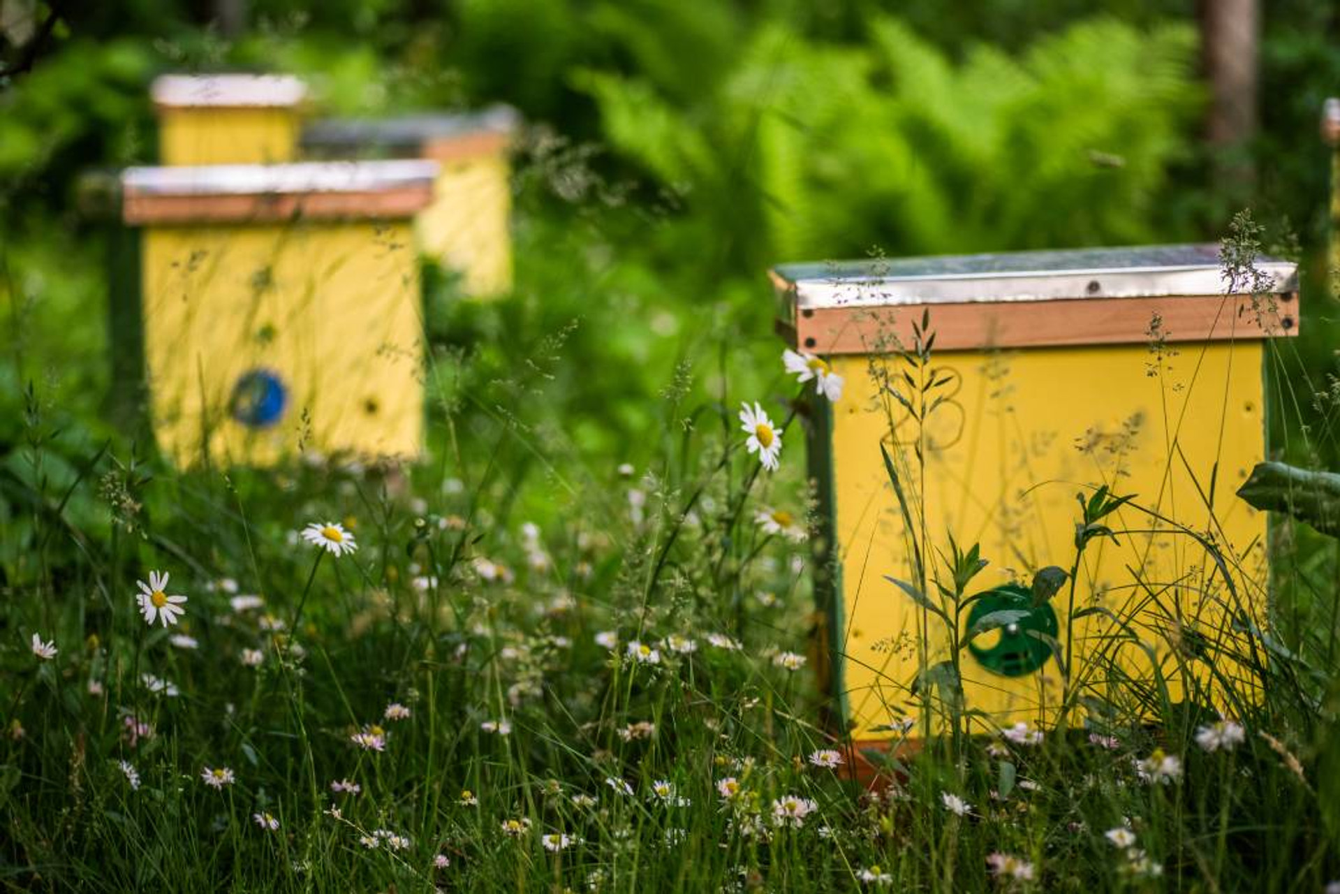 5 Expert Tips for Splitting a Beehive thumbnail image