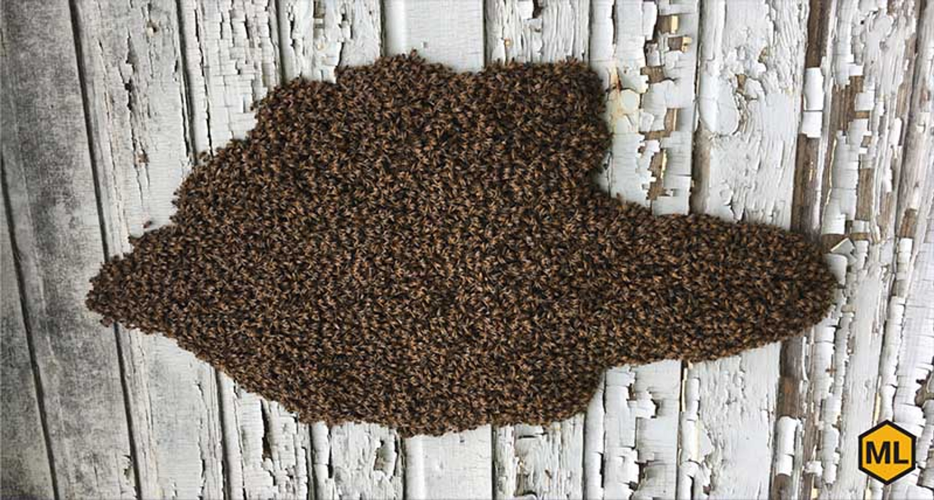 Bearding: Are My Bees Going to Swarm? thumbnail image