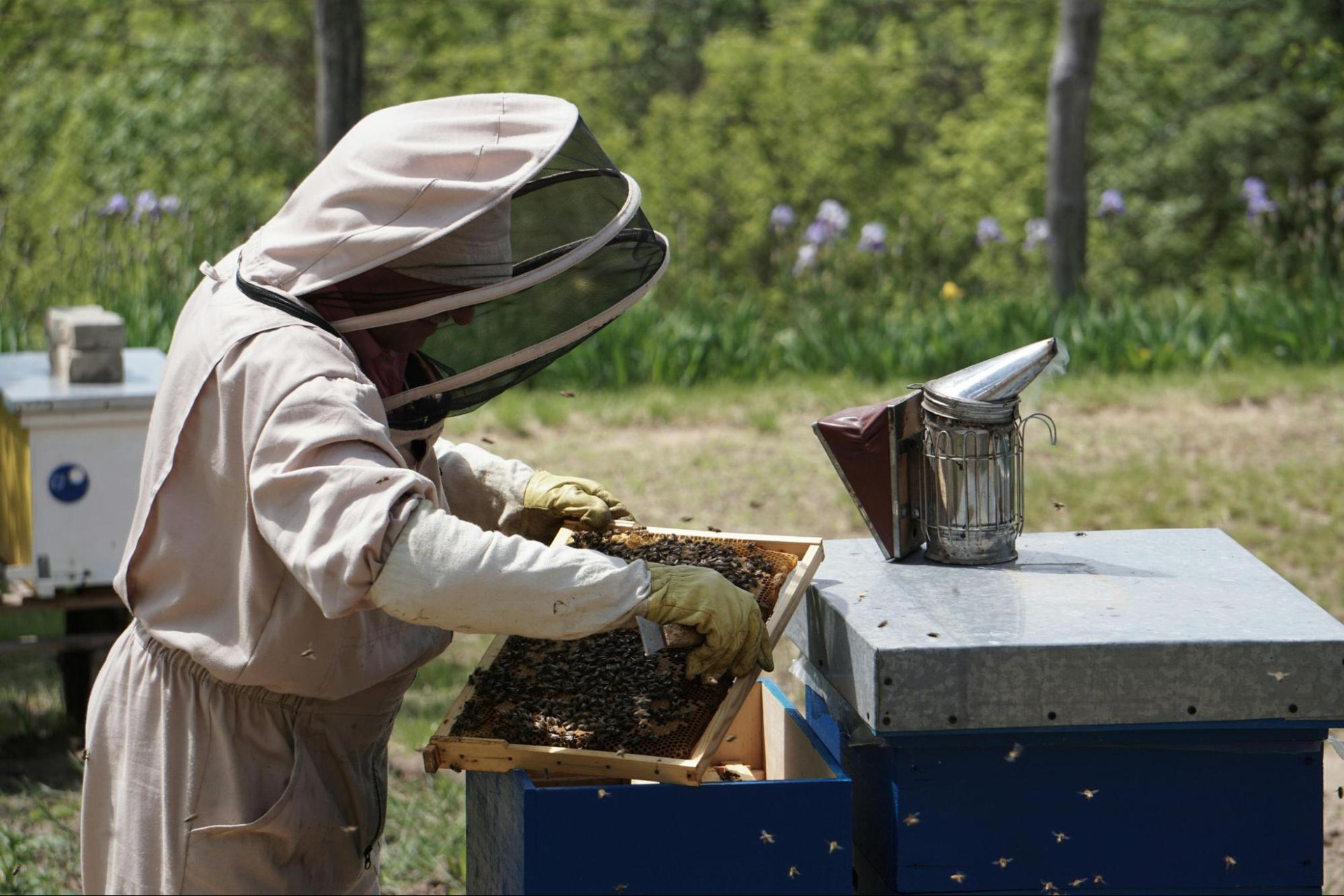7 Steps To Help Your Honey Bees Prepare For Winter thumbnail image