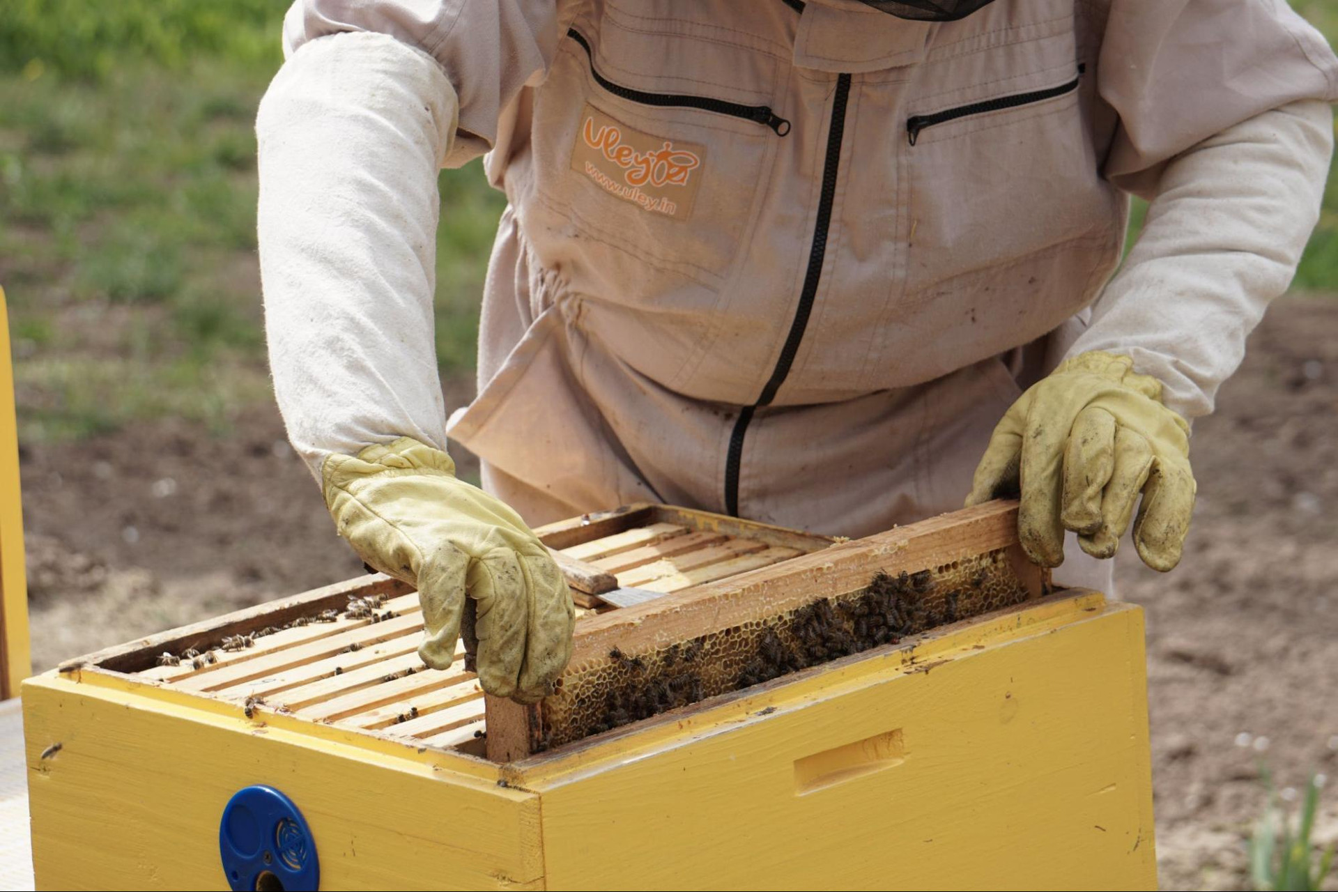 How to Install Nucleus Colony Bees thumbnail image