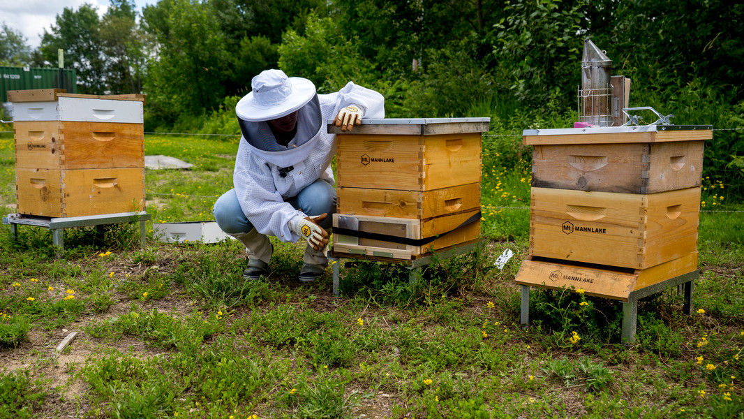 Hive Management Checklist: Beginner Hive Care thumbnail image