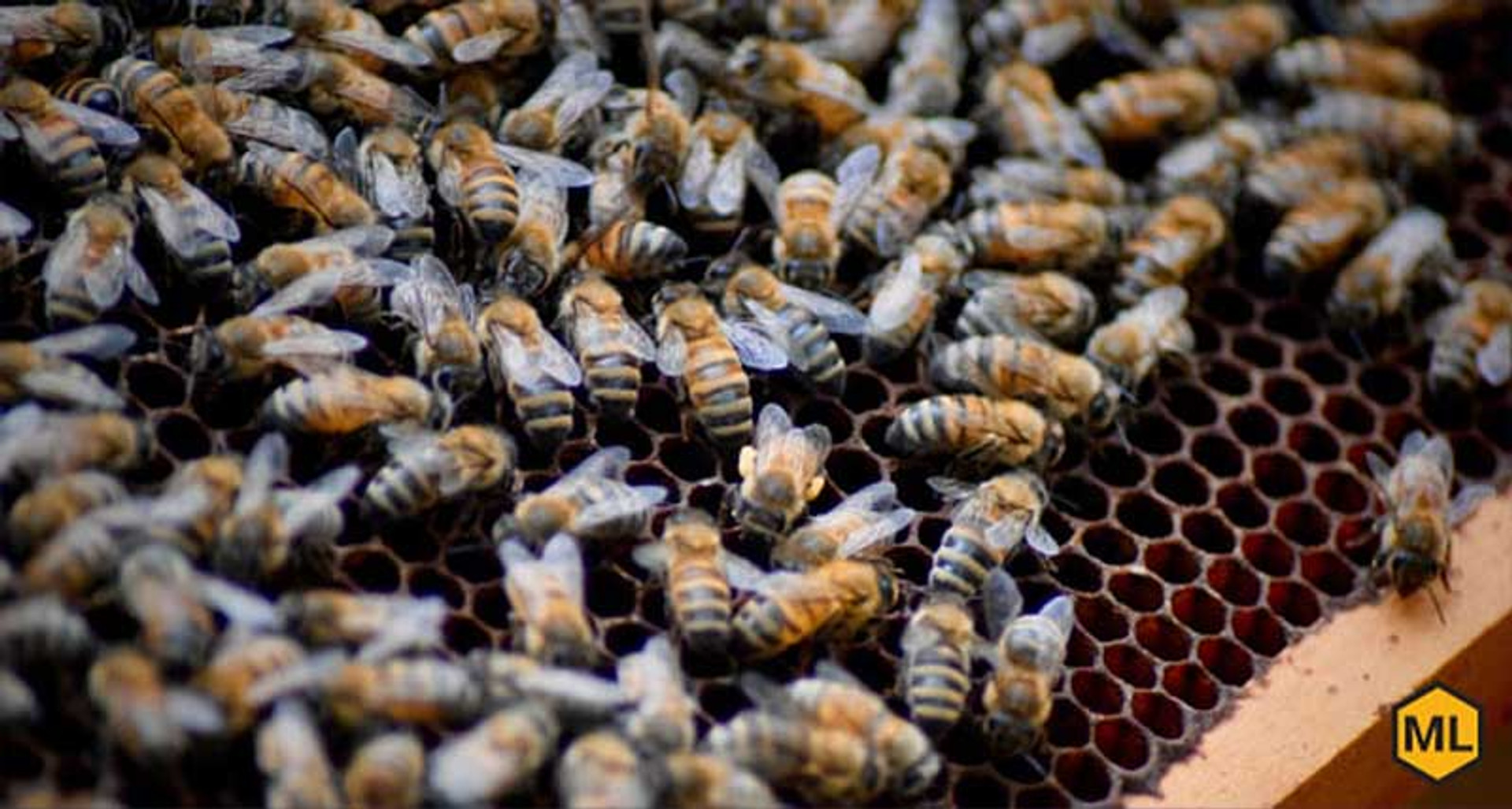 drone cone bees