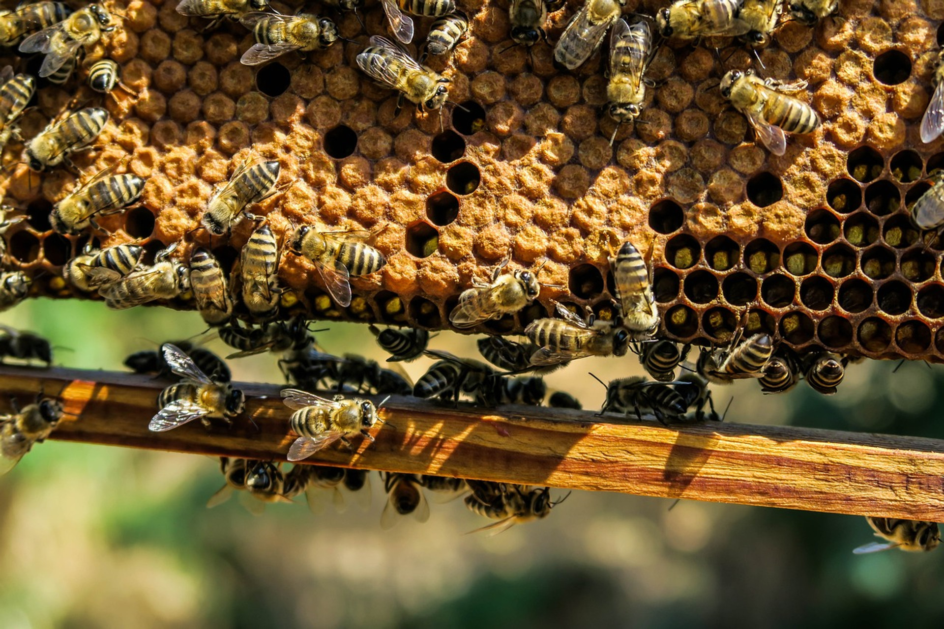 What Is the Honey Bee Social Structure and Hierarchy in a Colony? thumbnail image
