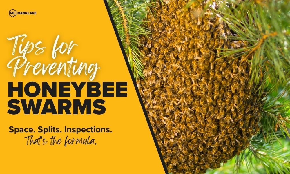 Tips for Preventing Honey Bee Swarms This Season thumbnail image