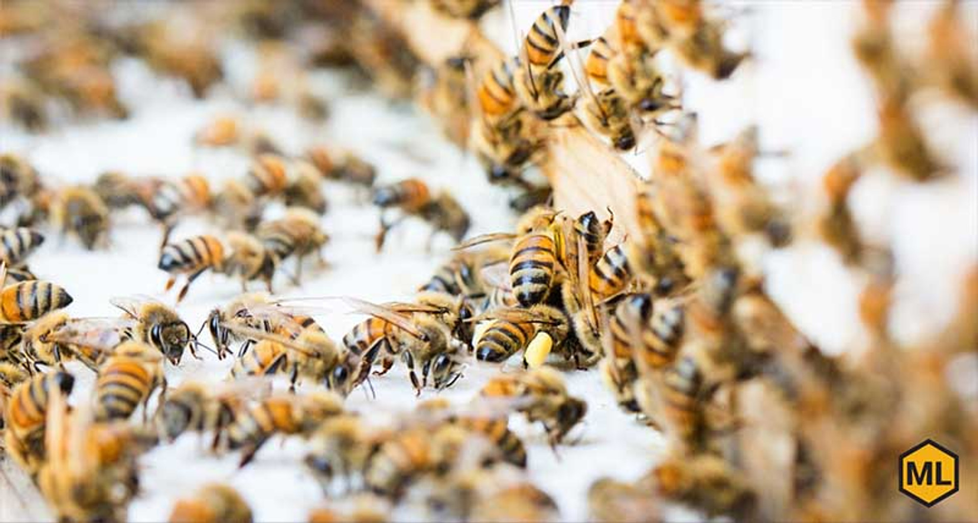 Clean-up of Hives That Didn't Survive thumbnail image