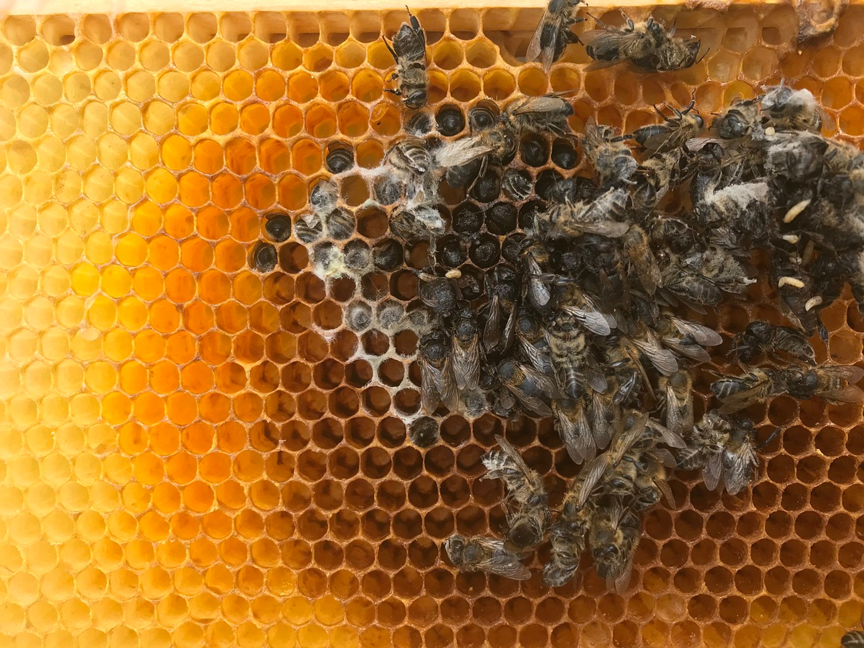 Why Did My Bees Die? thumbnail image