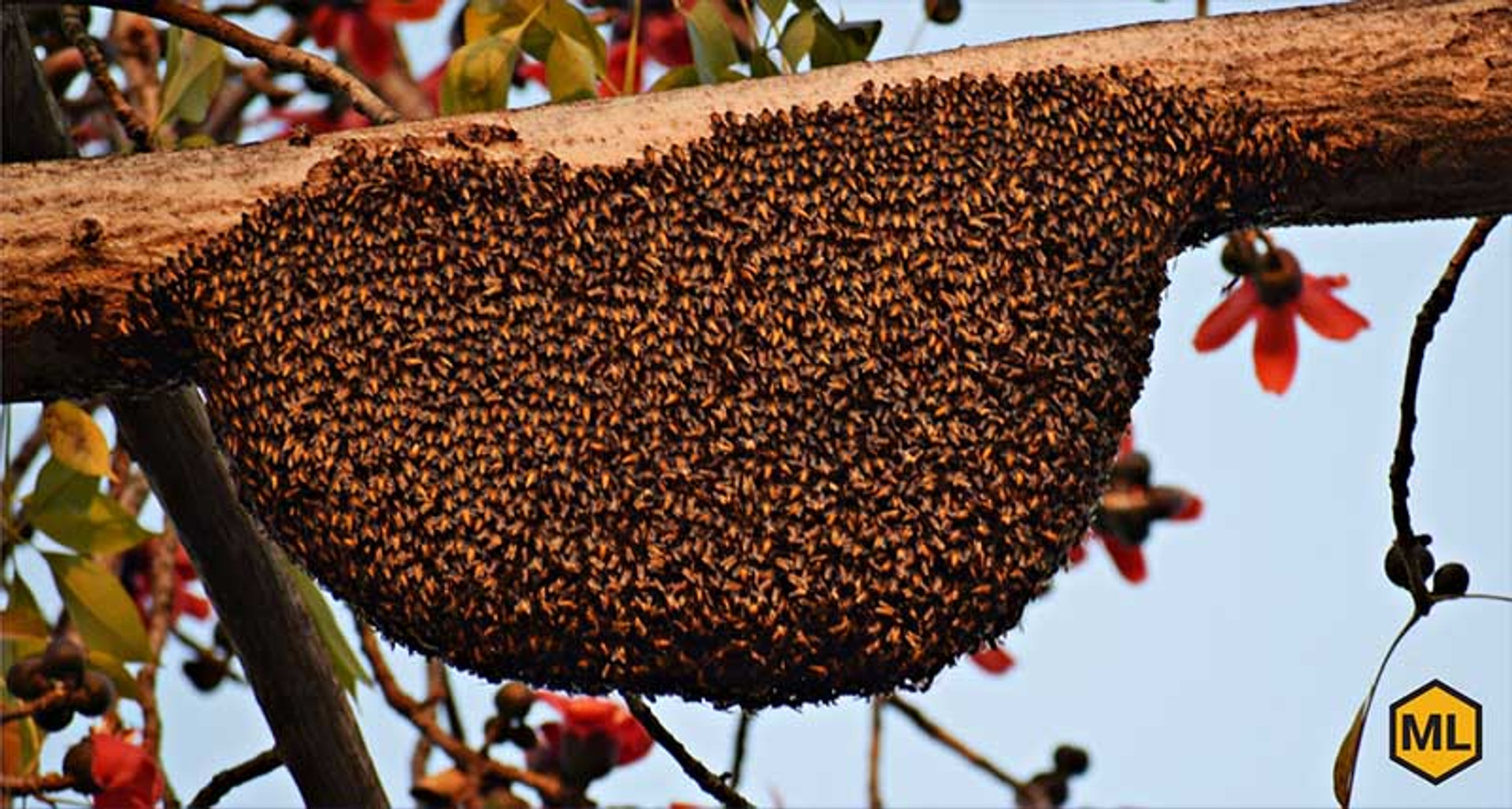 Does Reversing Hive Bodies in The Spring Prevent Swarming? thumbnail image