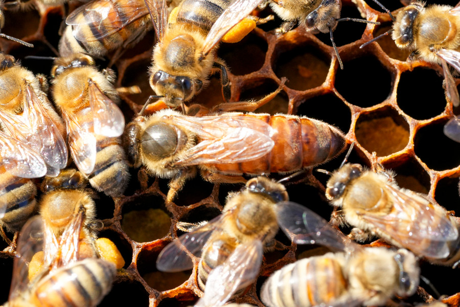 Types of Honey Bees & Their Behavior thumbnail image