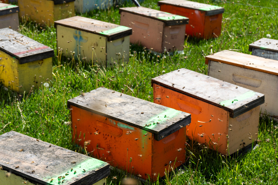 Where to Place Bee Hives for a Healthy Colony thumbnail image