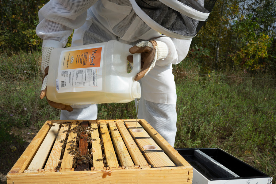 How to Feed Bees After Installation thumbnail image