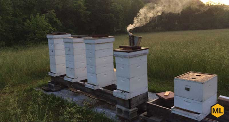 A Guide To Choosing The Location Of Your Beehive Mann Lake Bee & Ag