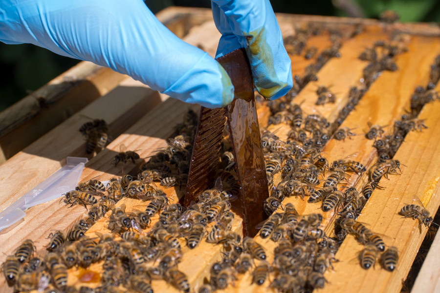 Common Bee Illnesses, Pests, & Diseases thumbnail image