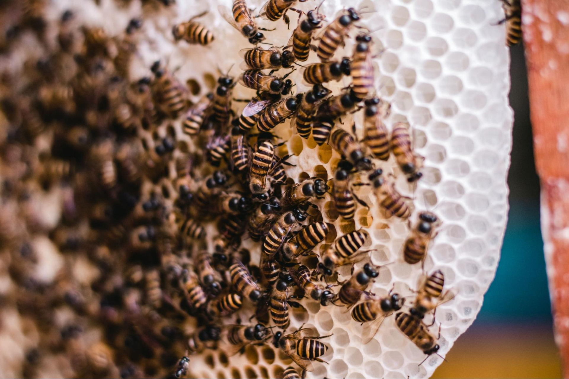 How Do Honey Bees Create Beehives? thumbnail image