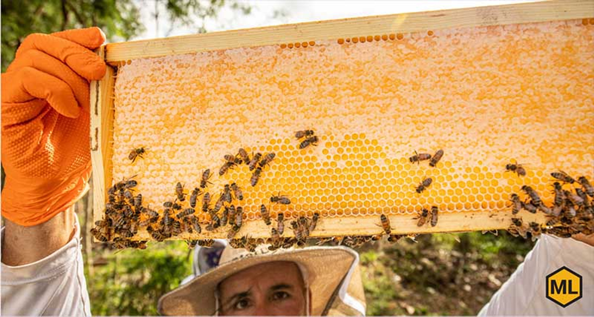 Live Honey Bees For Sale  Mann Lake Bee & Ag Supply