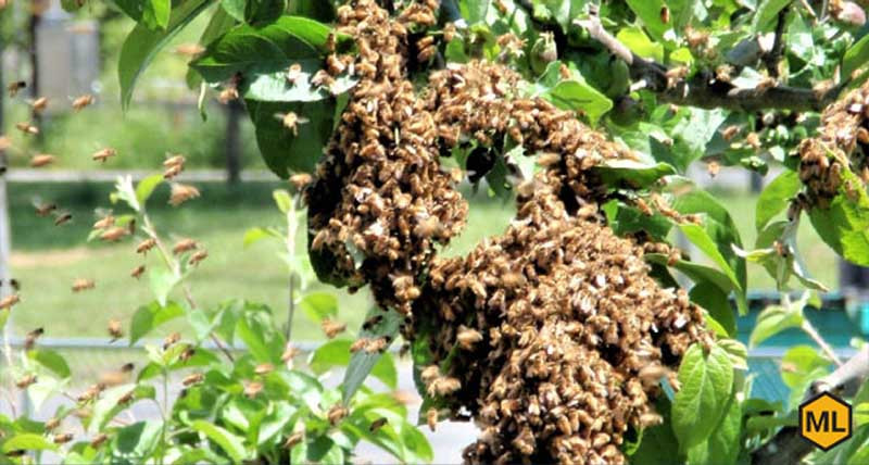 How Beekeepers Can Prevent Swarming This Summer thumbnail image