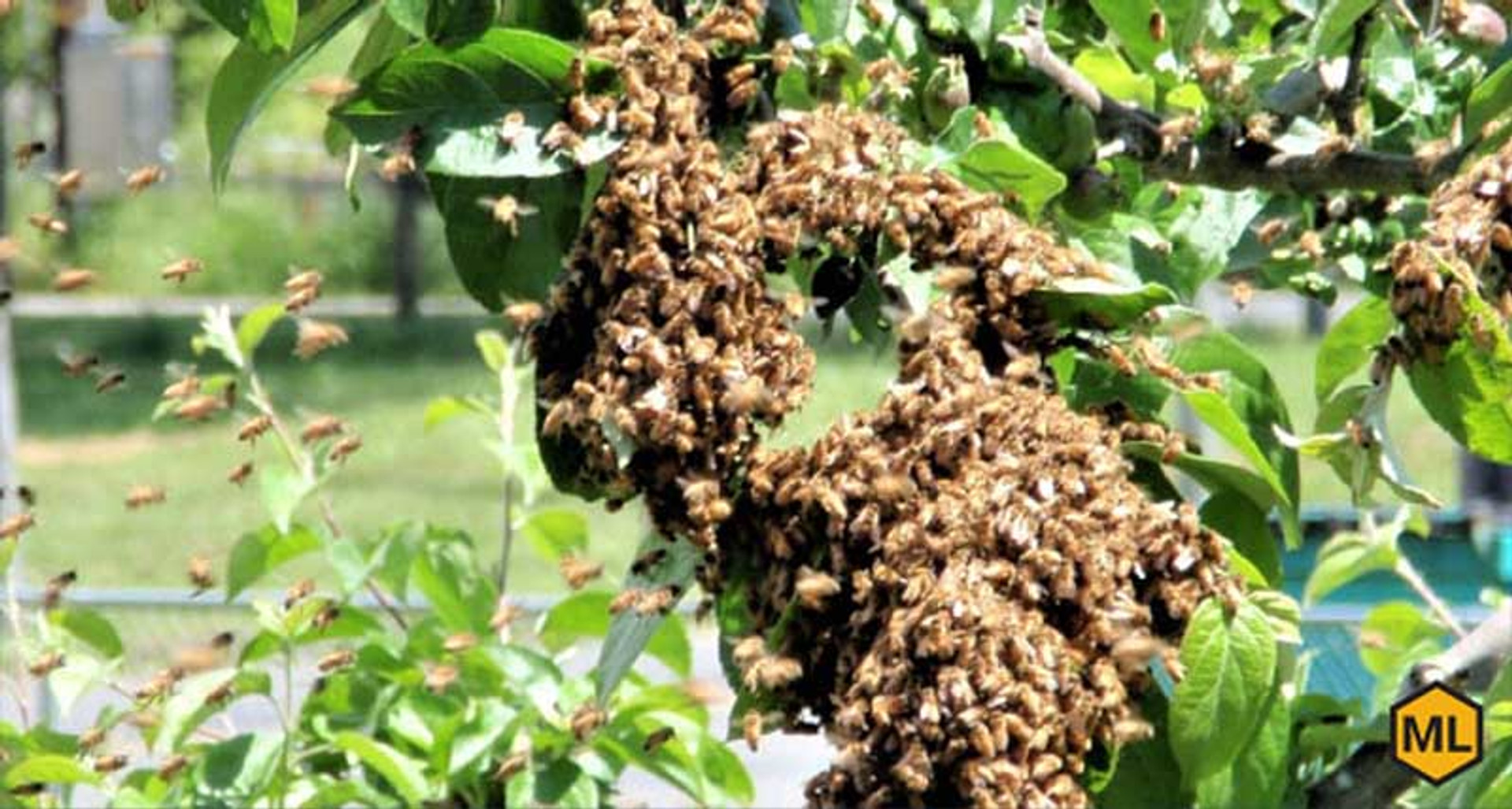 How Beekeepers Can Prevent Swarming This Summer thumbnail image