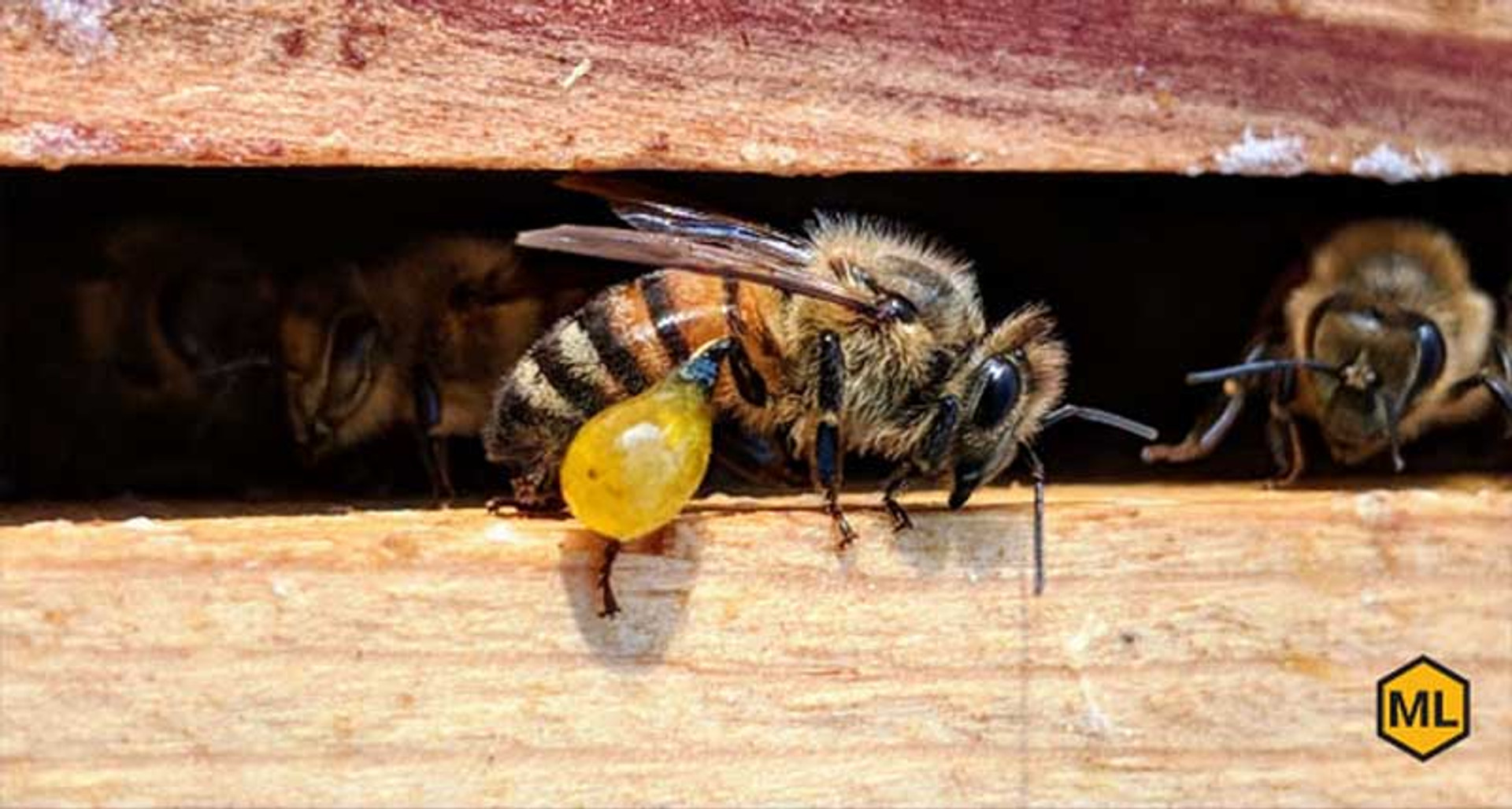 How Do Bees Collect Pollen? Mann Lake Bee & Ag Supply