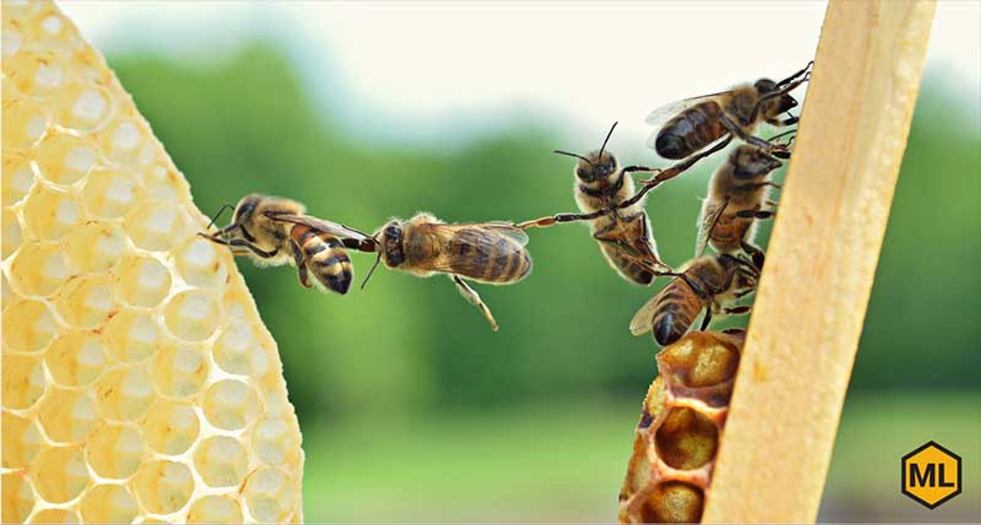 How Do Honey Bees Communicate? thumbnail image