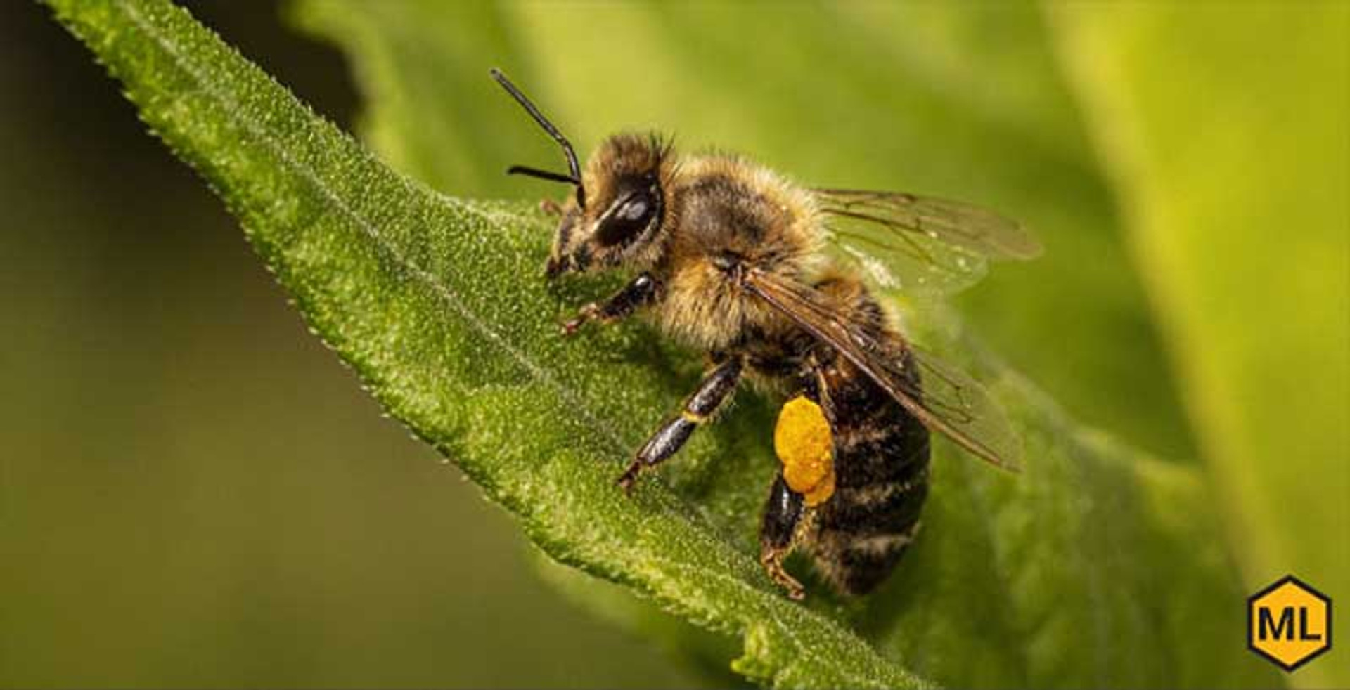 How Do Honey Bees Create Honey? thumbnail image