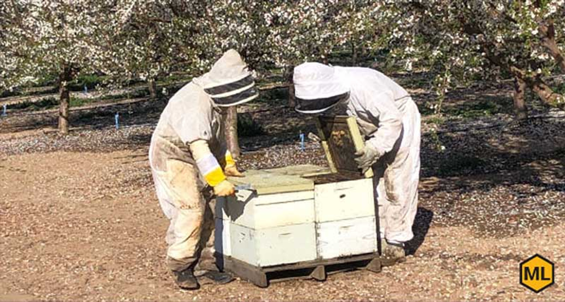 How Do Honey Bees Help Farmers? thumbnail image