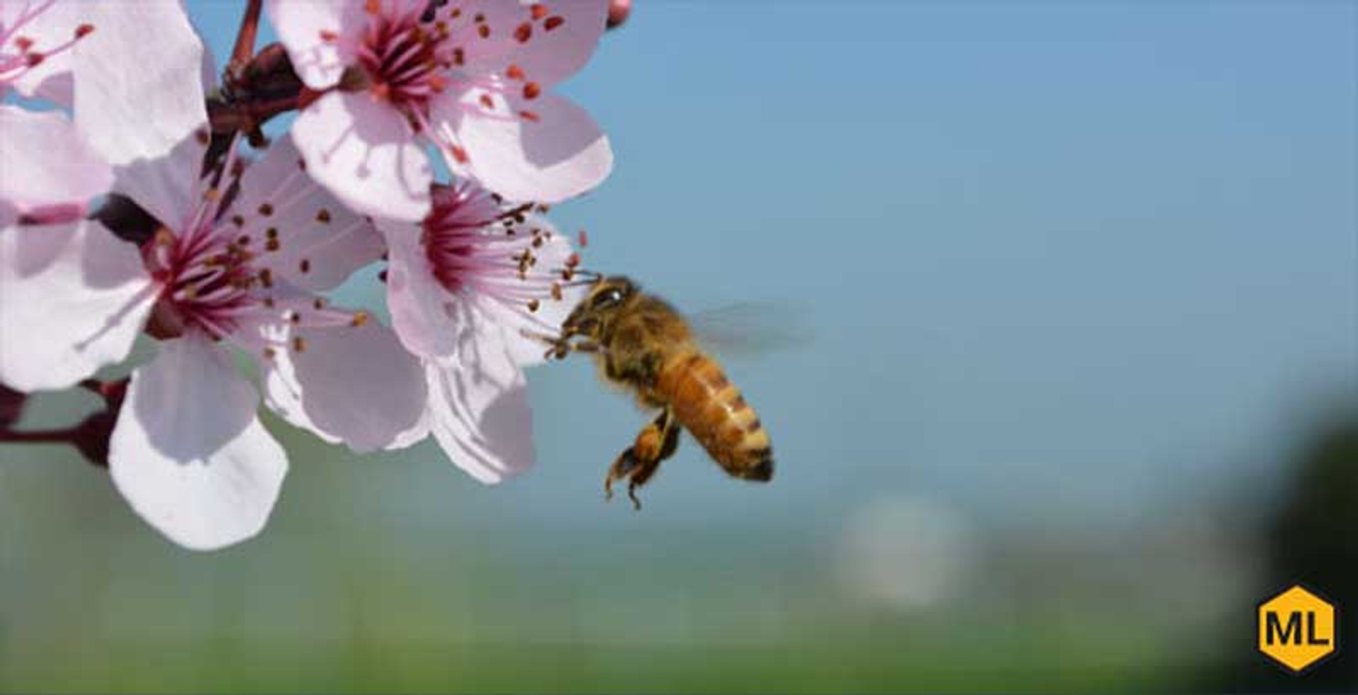 What Does A Bee See? Mann Lake Bee & Ag Supply