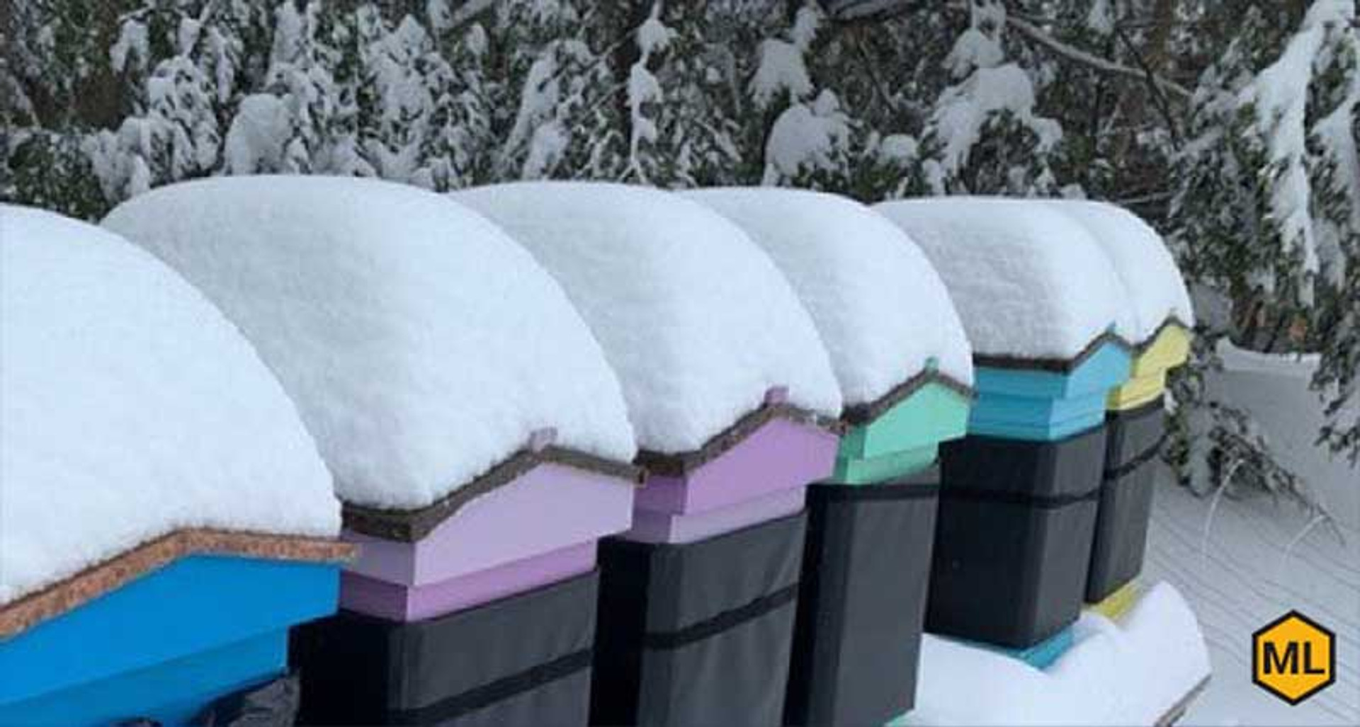 How Do Honey Bees Survive The Winter? thumbnail image