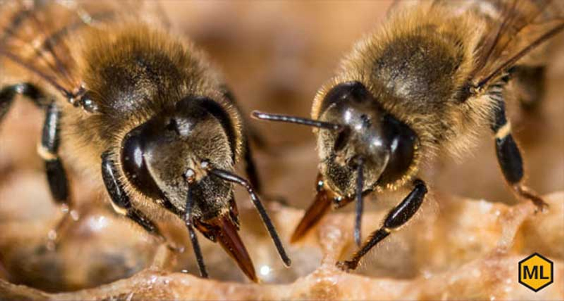 How Have Honey Bees Evolved? thumbnail image