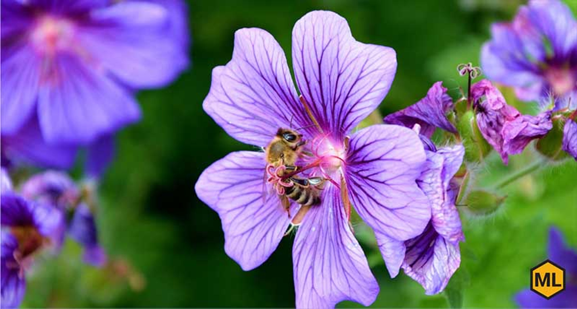 How Much Land to Feed One Bee Colony? thumbnail image