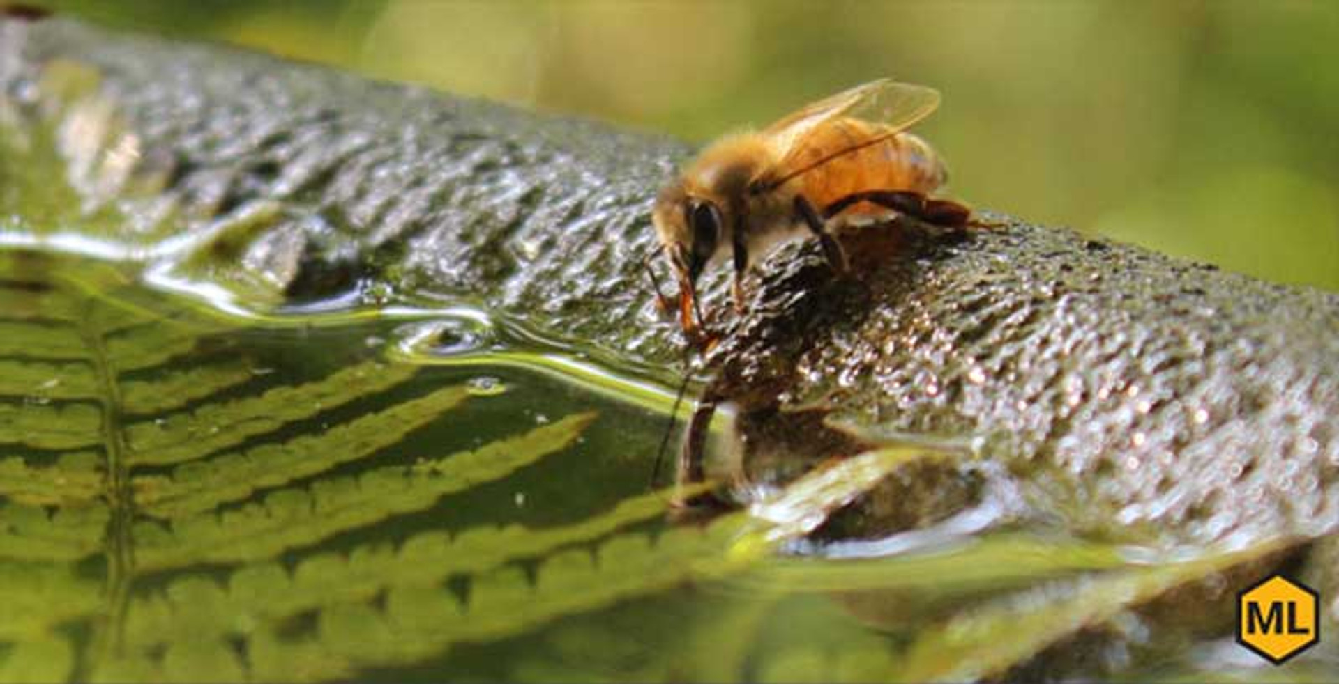 How To Ensure Your Honey Bees Always Have Enough Water thumbnail image