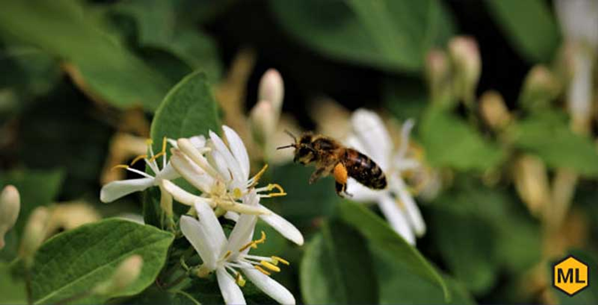 How To Identify Different Types of Bees thumbnail image