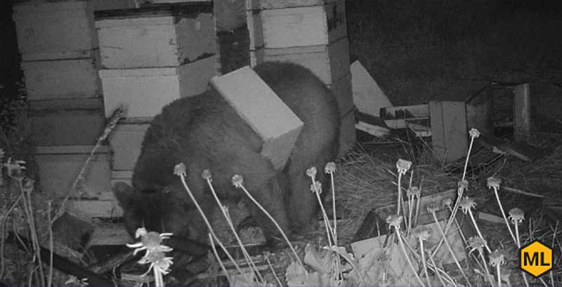 How To Keep Animals Away From Your Beehives Mann Lake Bee & Ag Supply