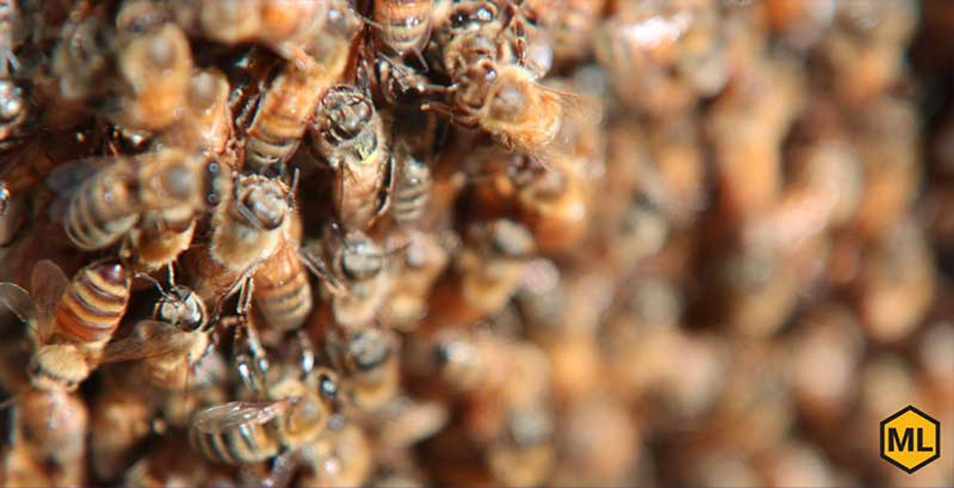 How To Keep Your Honey Bees Healthy thumbnail image