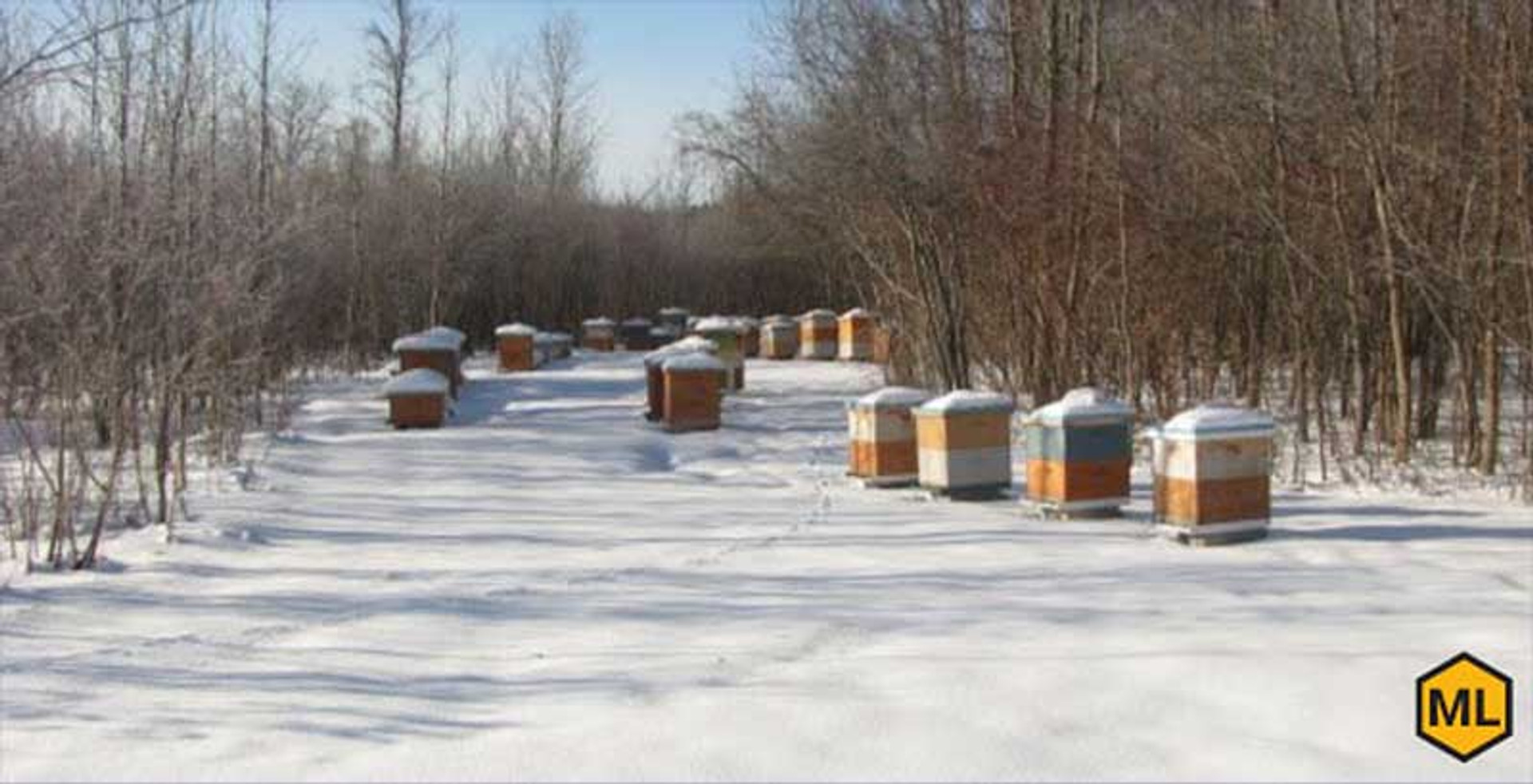 How To Make Candy Board For Beehives thumbnail image