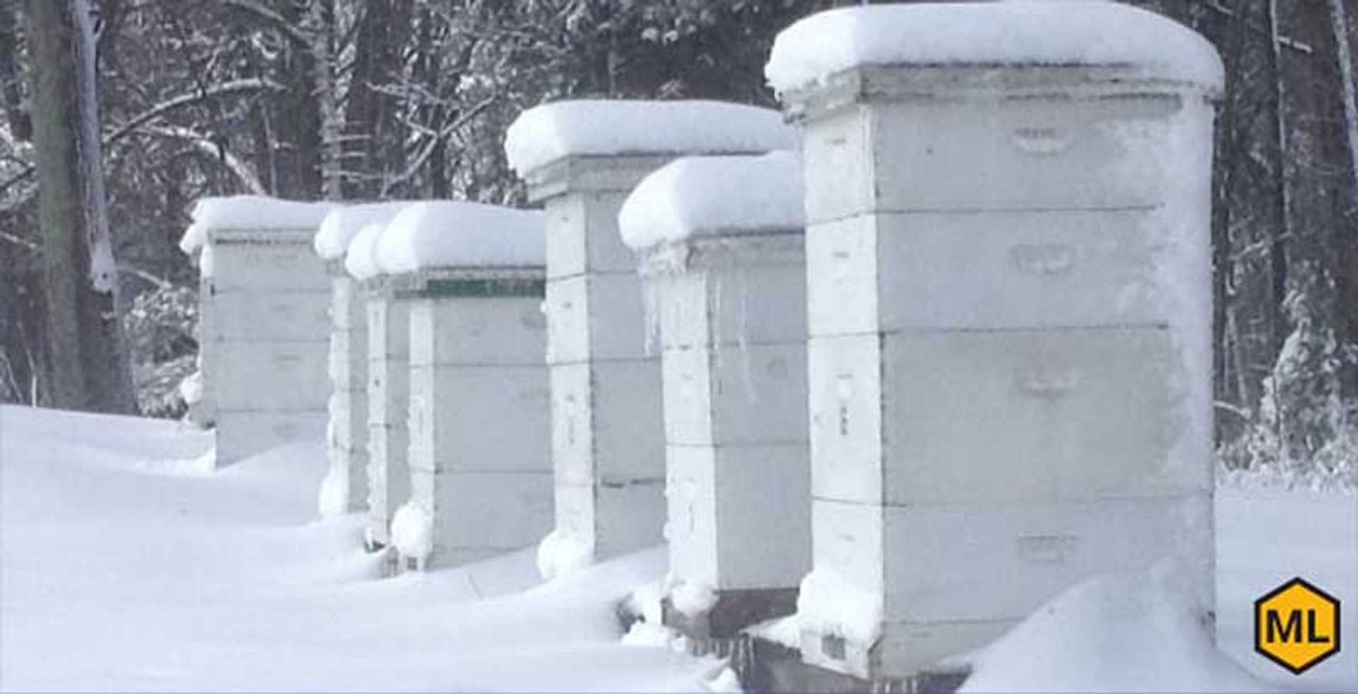 How To Make A Beehive Moisture Board thumbnail image