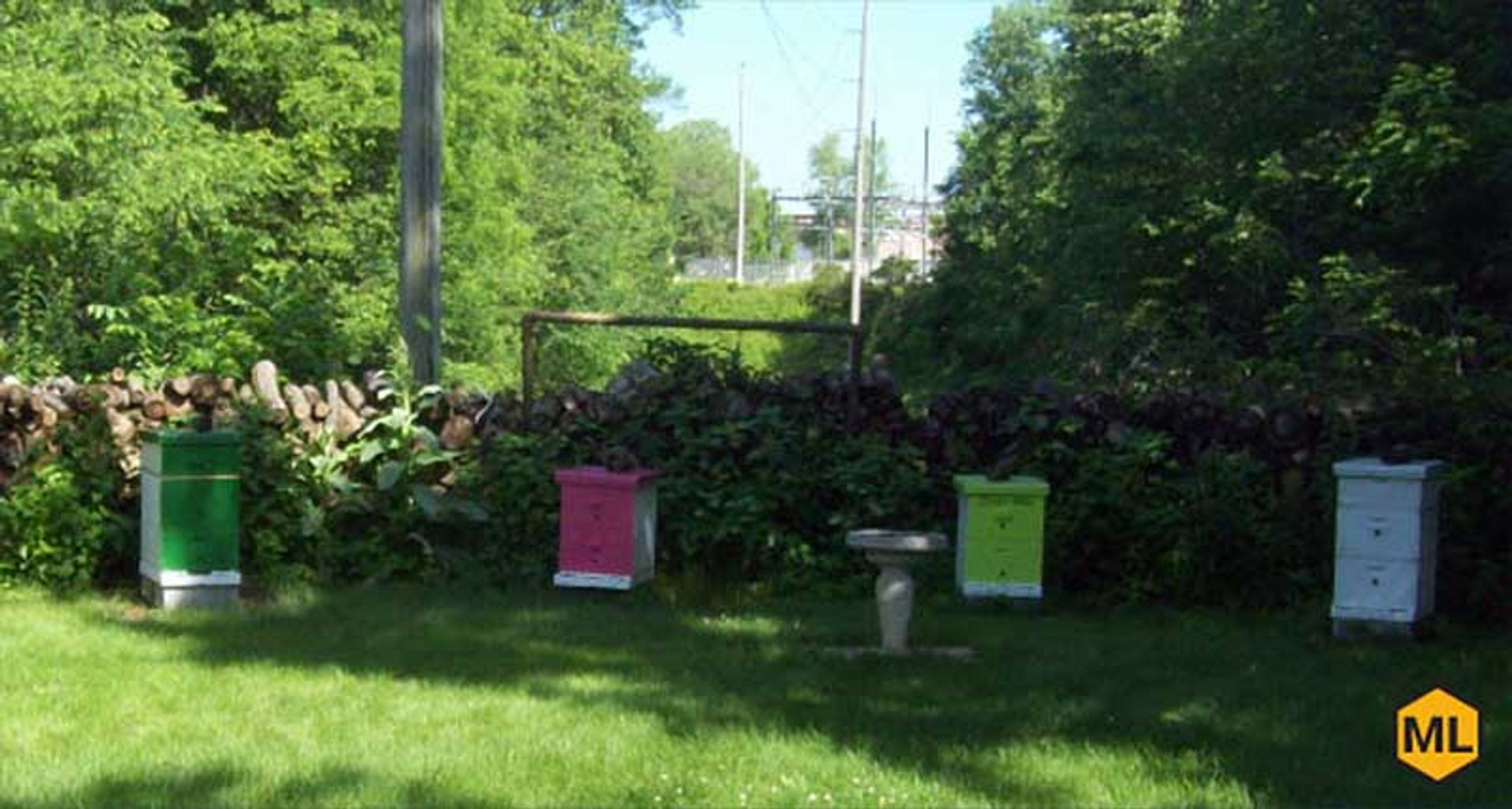 How To Place Your Beehive In The Perfect Location thumbnail image