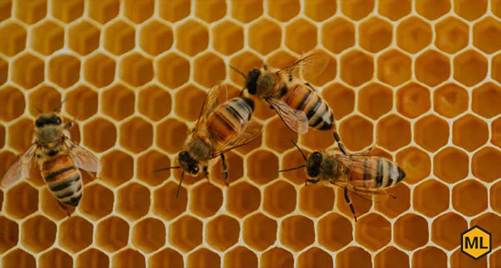 How To Recognize A Summer Nectar Dearth thumbnail image