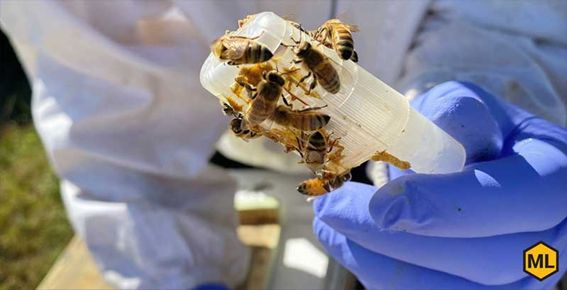 How To Remove Your Queen Cage Correctly thumbnail image