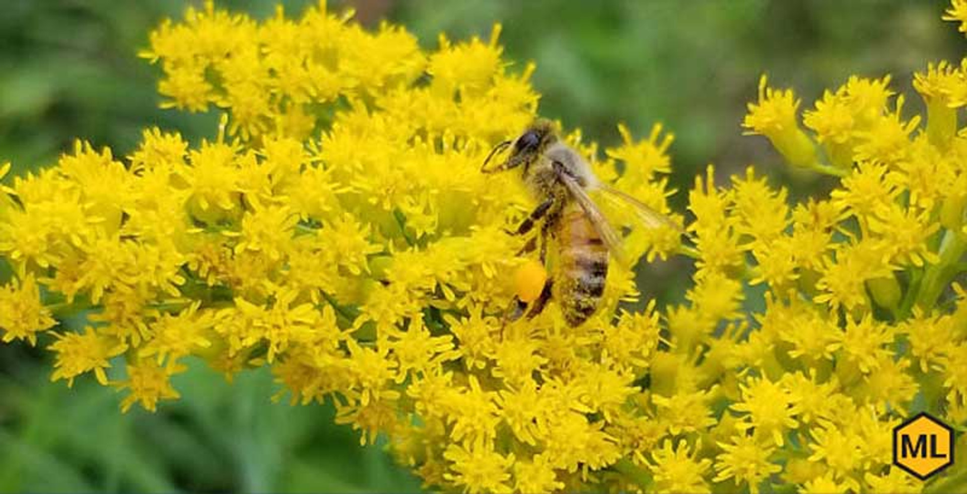 How To Save The Bees Without Becoming A Beekeeper thumbnail image