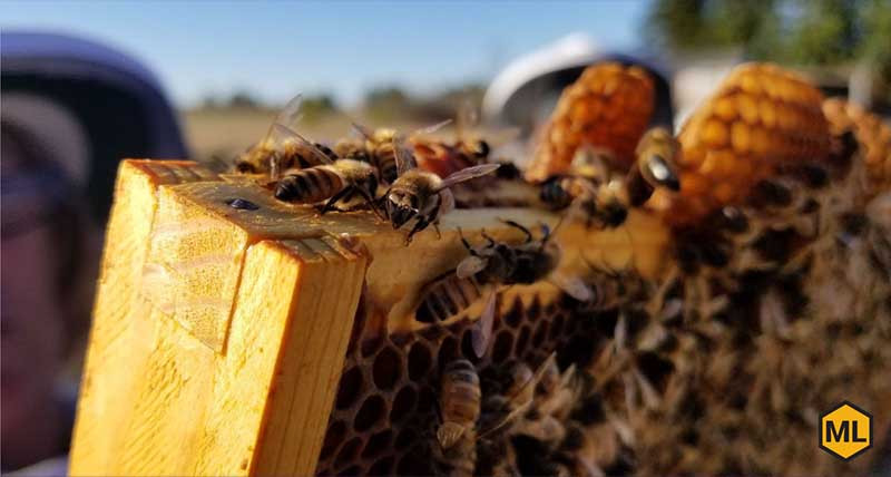 How to Treat American Foulbrood thumbnail image