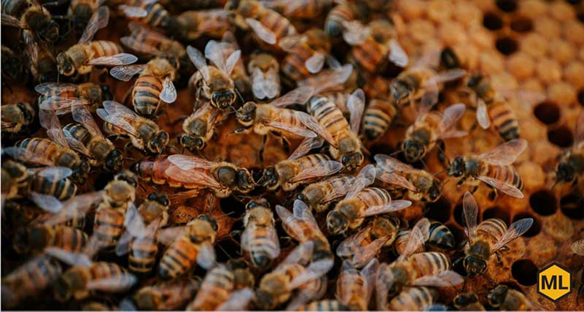 European Foulbrood Treatment And Management for Beekeepers' Success