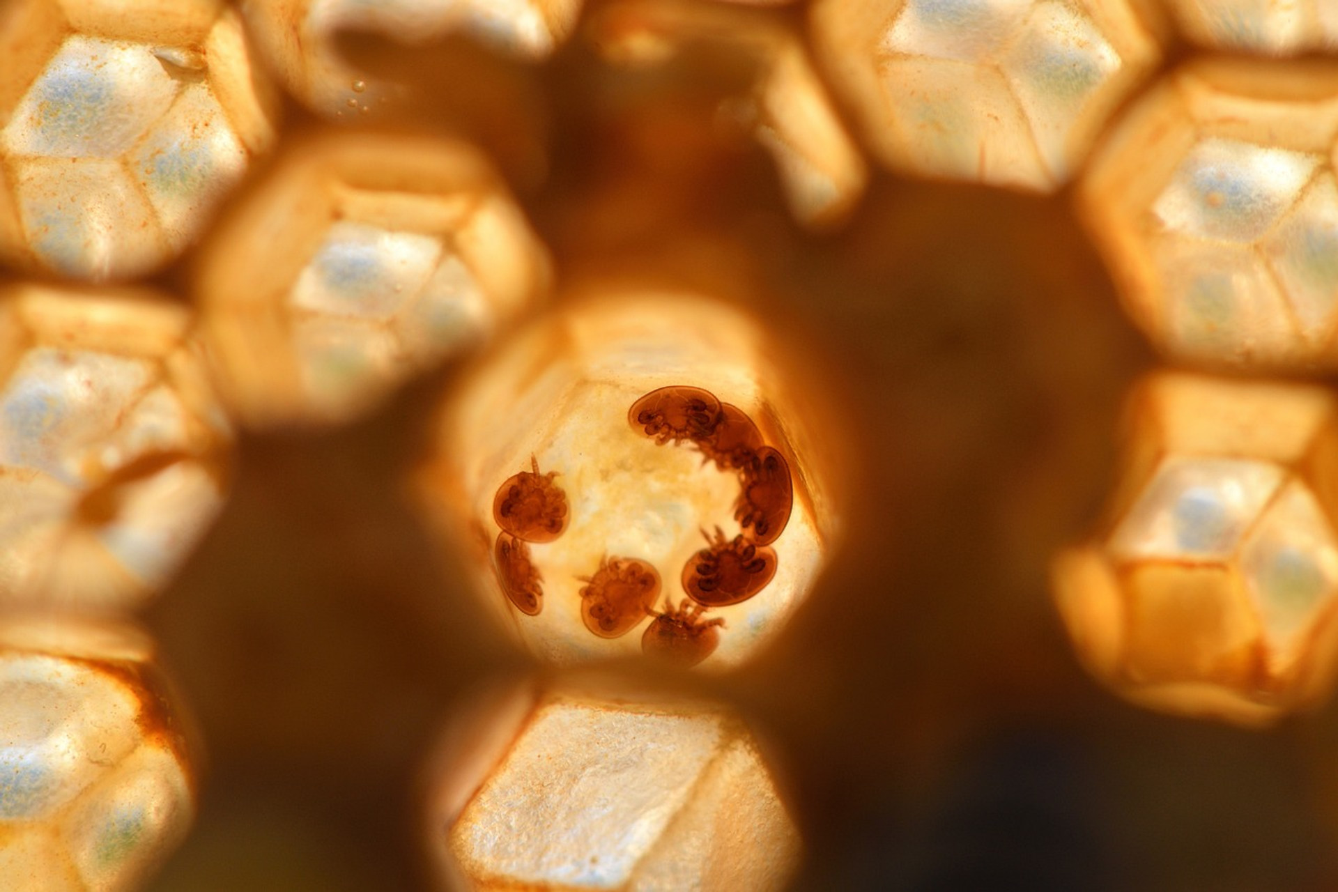 10 Tips For Safely Moving Beehives thumbnail image