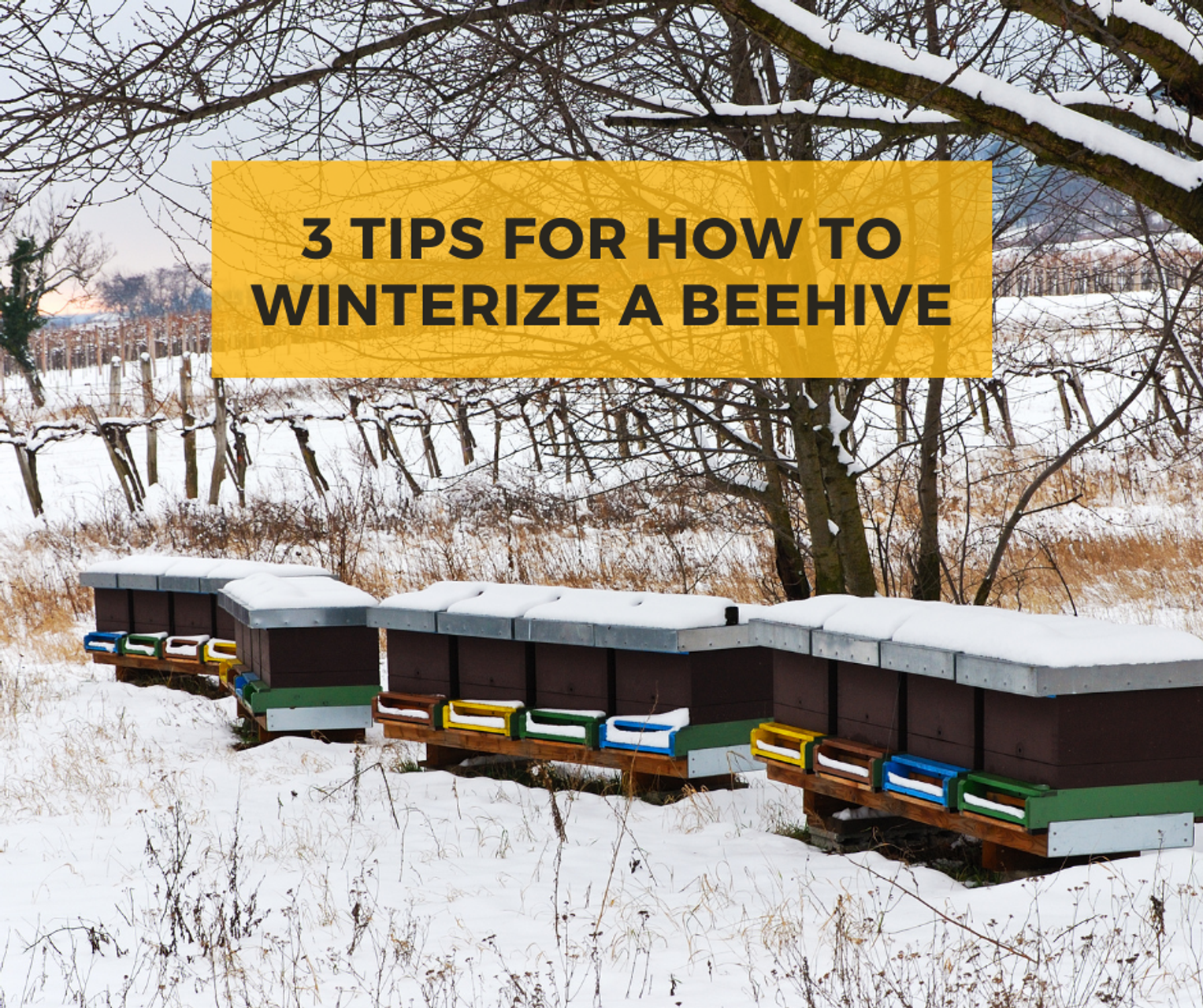 3 Tips For How To Winterize A Beehive thumbnail image