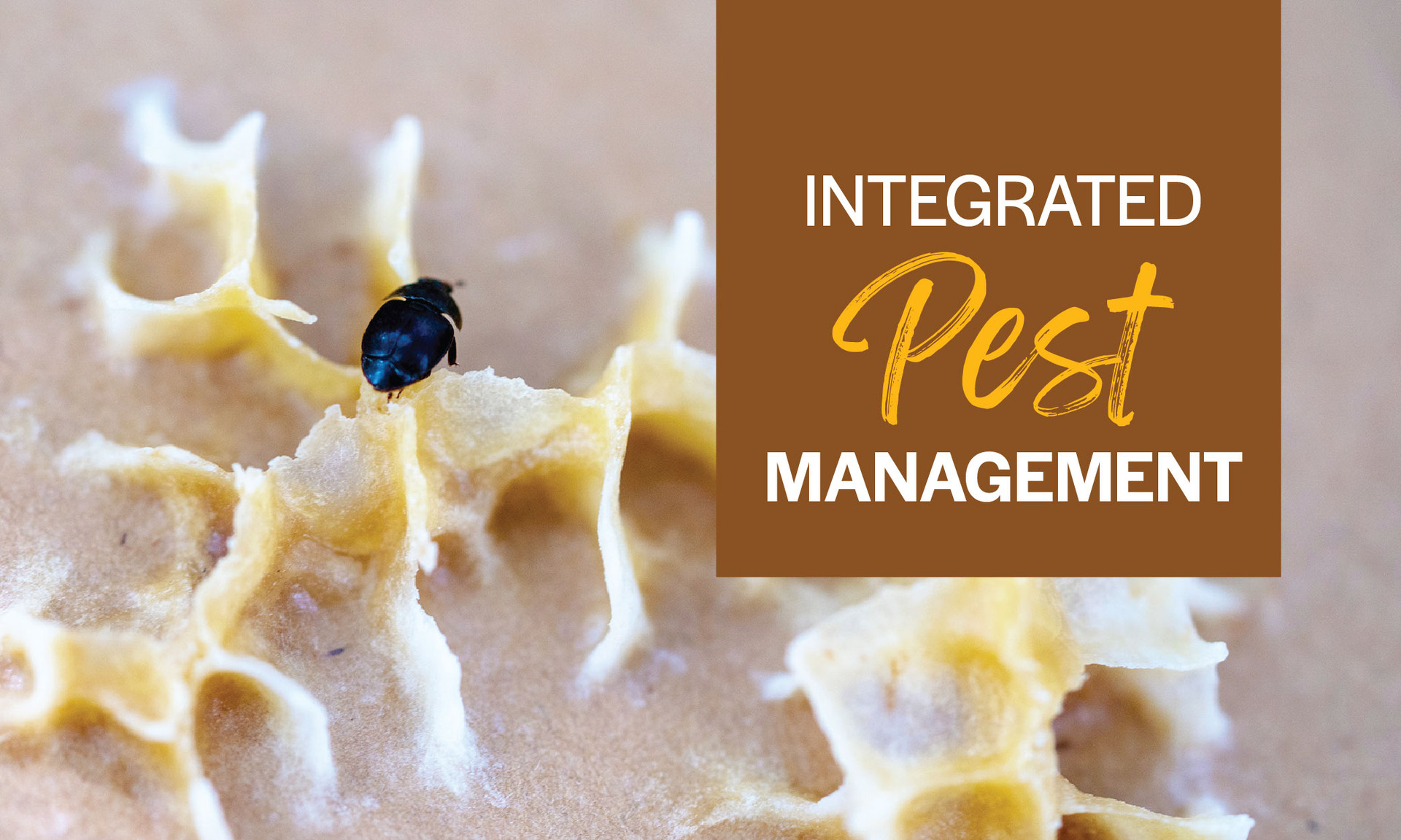 Solutions for Thriving Hives: Integrated Pest Management Made Easy thumbnail image